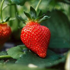 Ripe red strawberry ready to be picked.